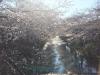 恩田川の桜＾＾の画像1