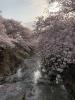 恩田川♪今年も桜満開の画像1