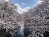 恩田川の桜🌸2023の画像1
