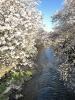 恩田川の桜🌸2024の画像1