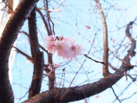 わっ、桜が咲いている♪の画像1