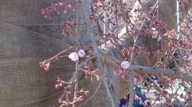 春が来た☆彡桜開花(*'ω'*)　東京が一番乗り♪の画像3