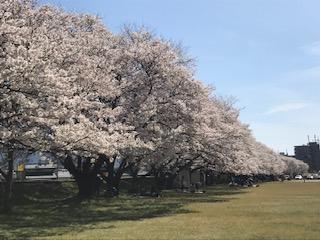 桜満開ですの画像1