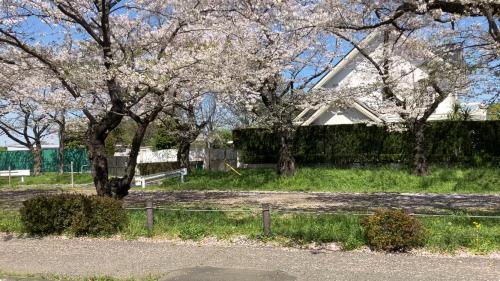 桜満開です!!の画像1