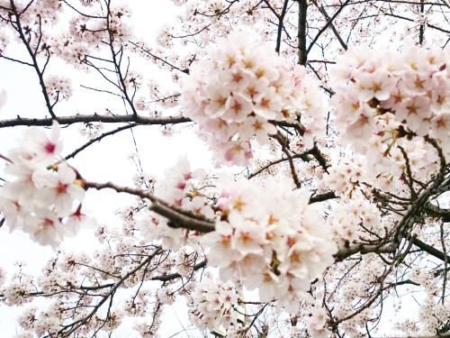 【つぶやき】南生田の桜並木の画像1