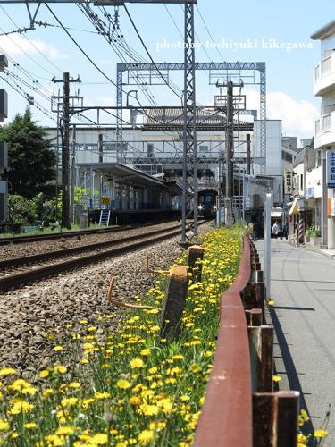 〜生田の街写真〜黄色い花と、青い空。の画像1