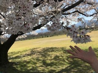 桜満開ですの画像2