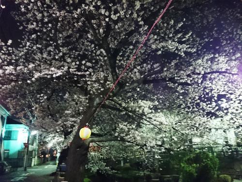 【お出かけスポット】夜桜の名所☆宿河原の二ヶ領用水！の画像3
