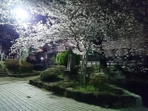 【お出かけスポット】夜桜の名所☆宿河原の二ヶ領用水！の画像4